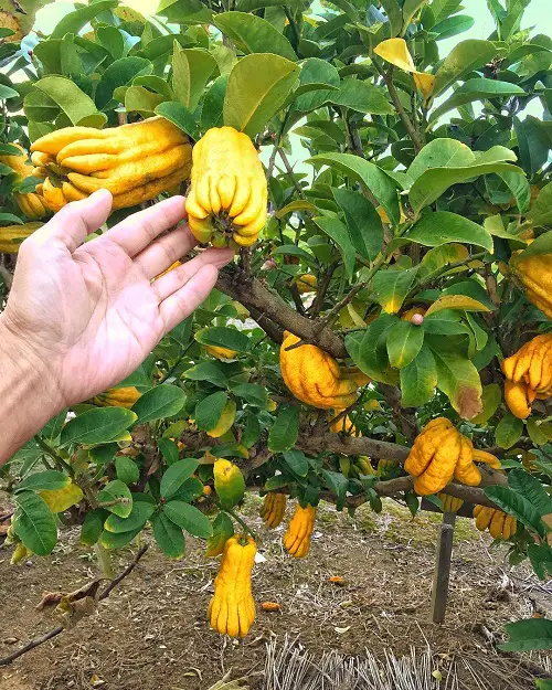 Fruits That Start With F 3