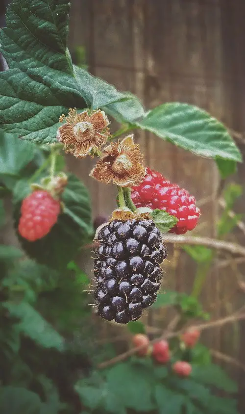 odd Fruits With Letter F