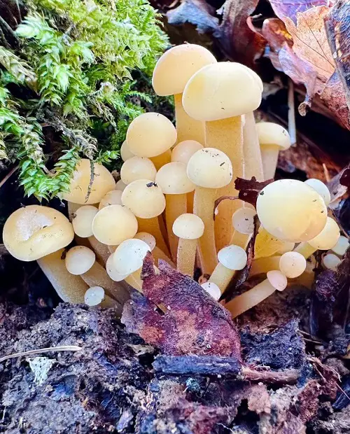 amazing Names of Common Mushrooms 
