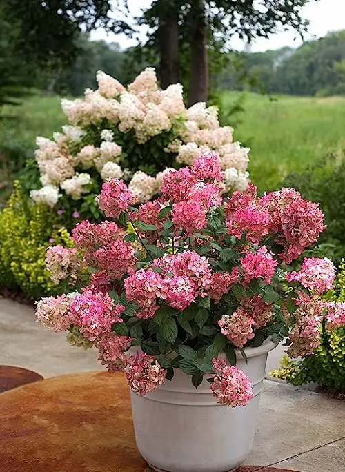 Beautiful Uncommon Hydrangea Varieties 6