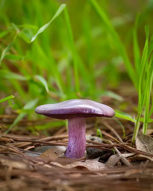 Common Mushroom Names with image