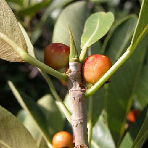 Fruits With The Letter F