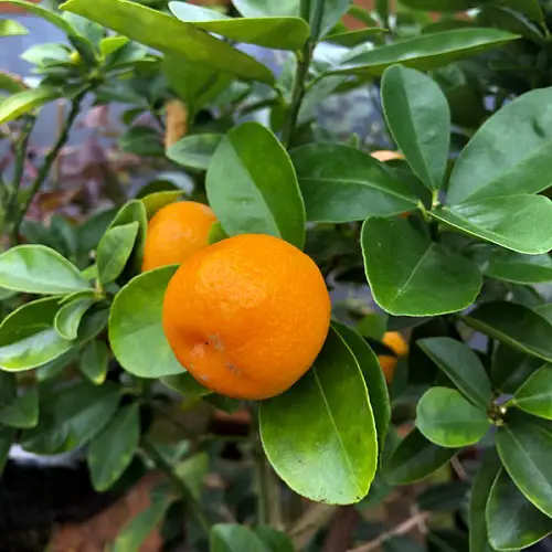 sweet Fruits That Start With F 15