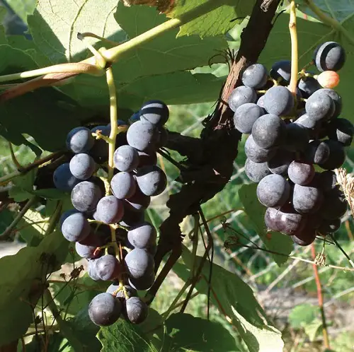 top best Fruits With The Letter F