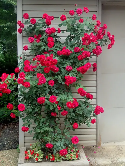 Magnificent Garden Roses with Long Stems