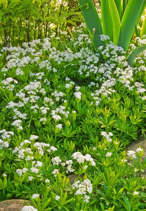 Fast Growing Ground Cover Plants