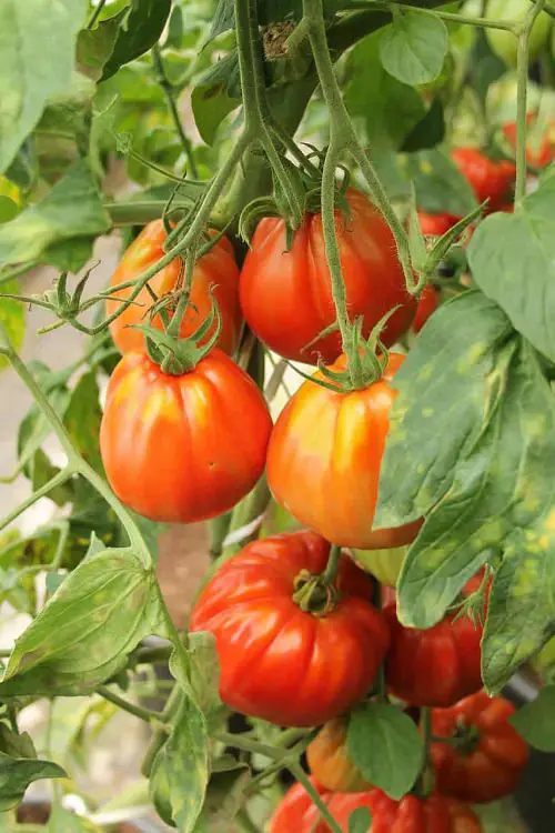 Amazing Attractive Seedless Tomato Types 
