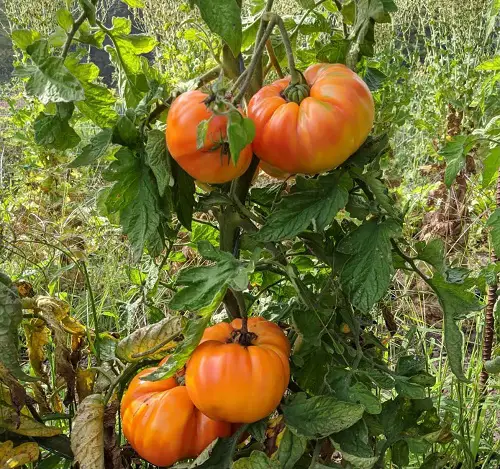 top Delicious Seedless Tomato Varieties