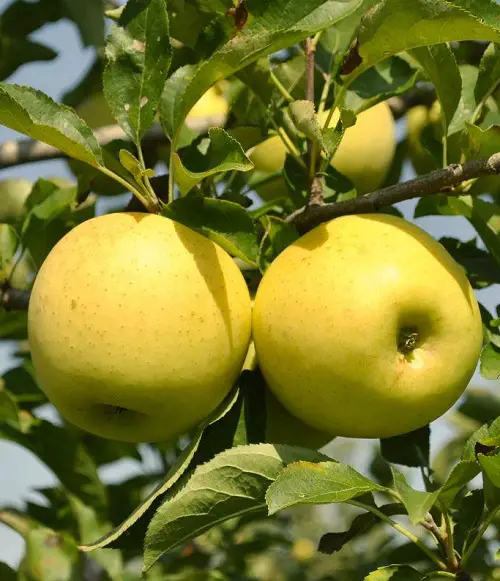 Garden-Used Yellow Apple Varieties 