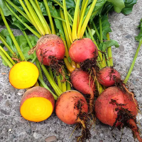 Ornamental Vegetables 45