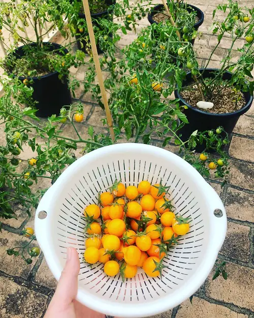 best Delicious Seedless Tomato Varieties
