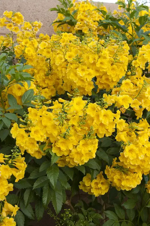 Esperanza Types That You Need to Raise