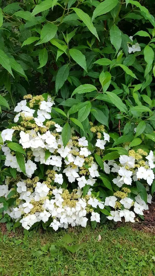 Uncommon Hydrangea Varieties 3