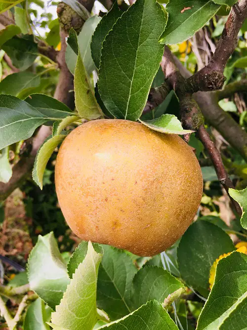 best Yellow Apple Varieties 3