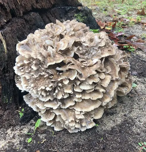 best Common Mushroom Names 14