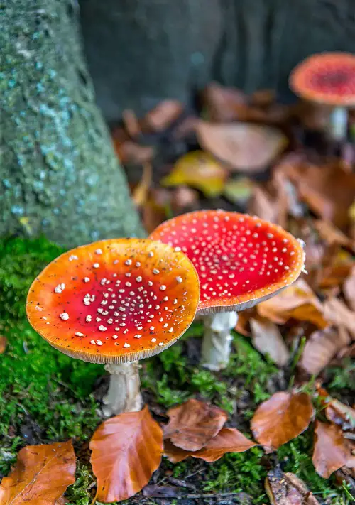Types of Red Mushrooms