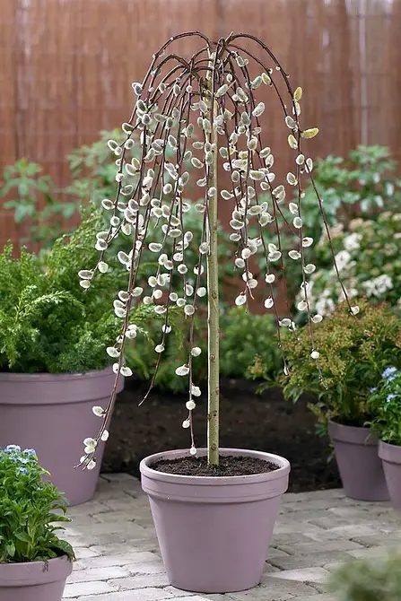 Growing Pussy Willows in Pots