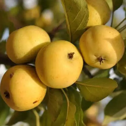 best Yellow Apple Varieties For Garden