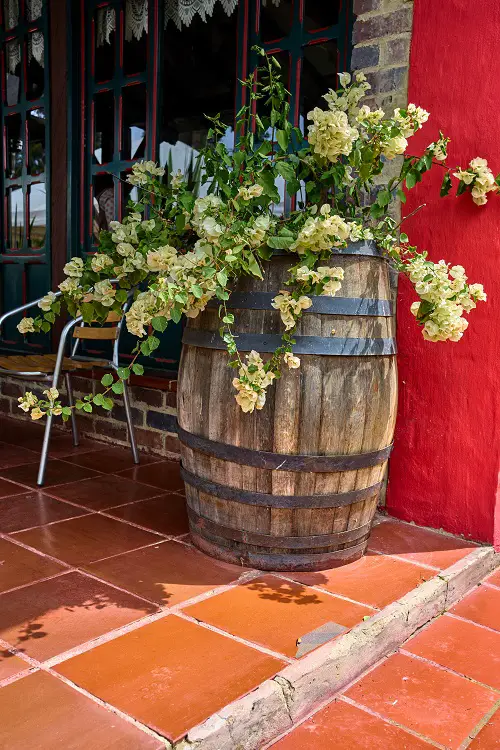 lovely Non-Flowering Plants for Barrels