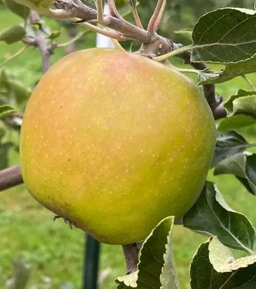 Garden Varieties of Yellow Apples 