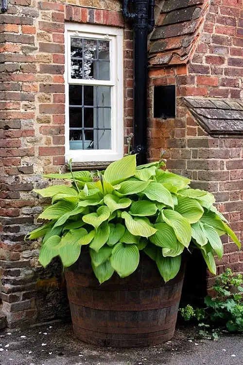 Non-Flowering Plants for Barrels