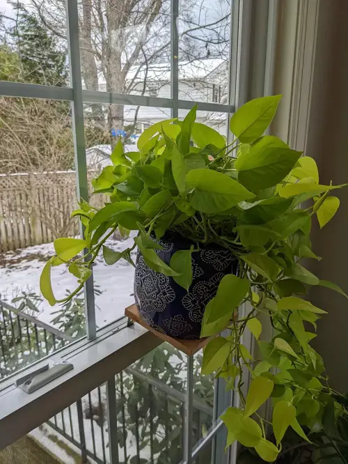 How Cold Can Pothos Tolerate