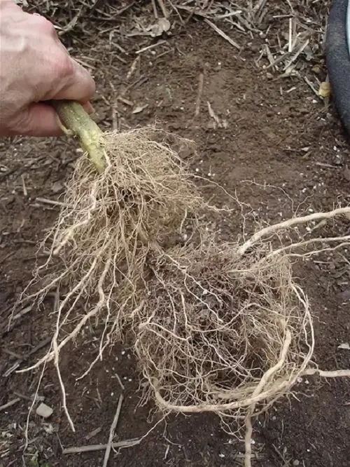 Deep Do Tomato Roots Grow