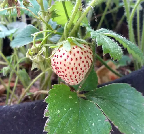 Grow Hula Berries