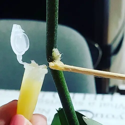 How to Apply Keiki Paste