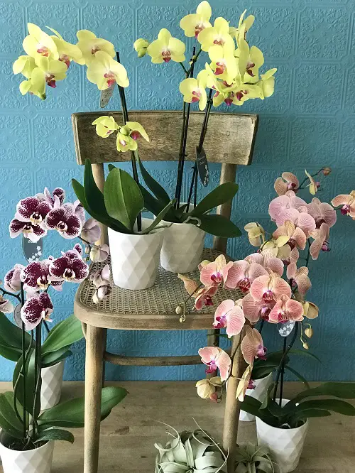 How to Get Orchids to Rebloom 2