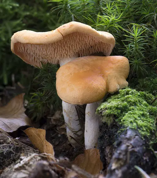 Names of Common Mushrooms 
