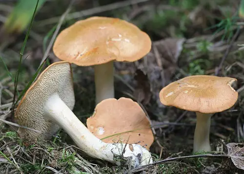 best Common Mushroom Names 27