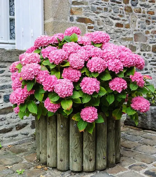 lovely Best Asian Flowers to Grow in Garden