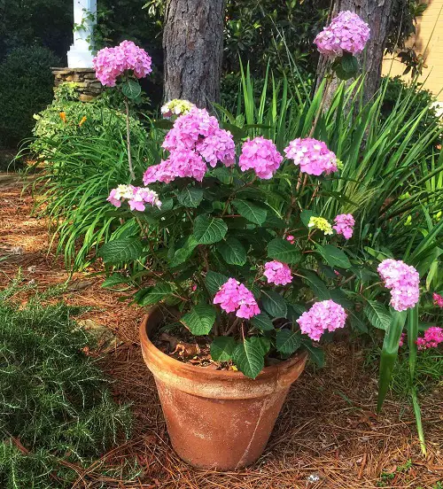 flowering Plants Able to Resist Eggshells