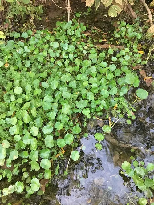 top Plants Resembling Lily Pads 