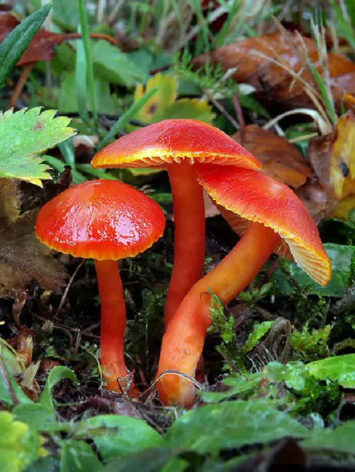 best Common Mushroom Names 