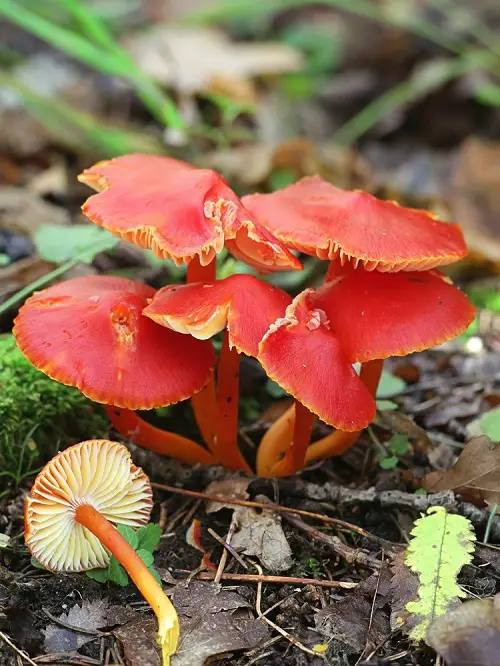 Mushrooms that Look like flowers 