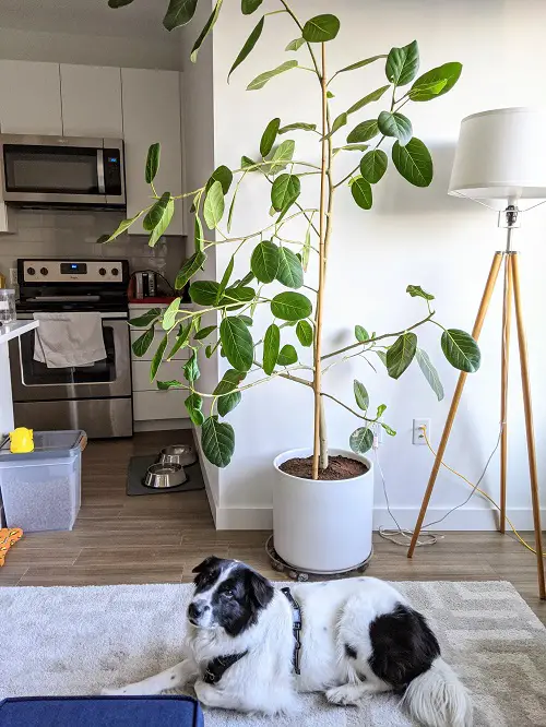 Rubber Plant Leaves Curling and Falling Off - Reasons