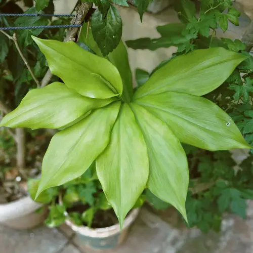 Insulin Plant Care