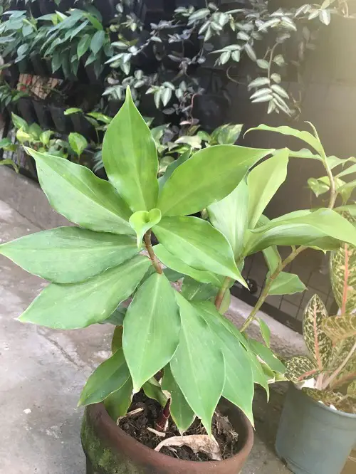 Requirements for Growing Insulin Plant