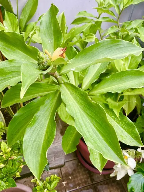 Growing Insulin Plant Easily