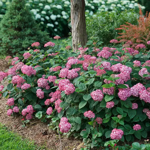 Uncommon Hydrangea Varieties 4