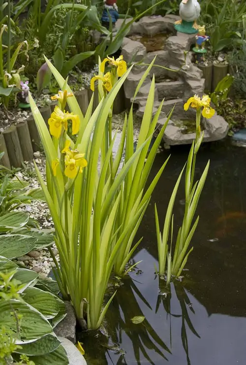 Plants with Sword Shaped Leaves