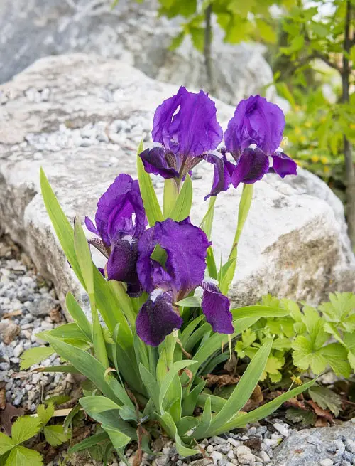  Amazing Beautiful Plants with Sword Shaped Leaves