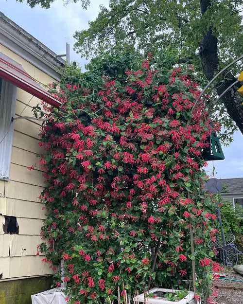 Fragrant Climbers for Walls in the Garden