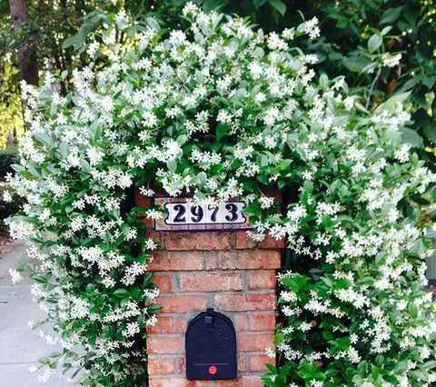 amazing Fragrant Climbers for Walls in the Garden