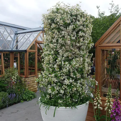lovely Asian Flowers to Grow in Garden