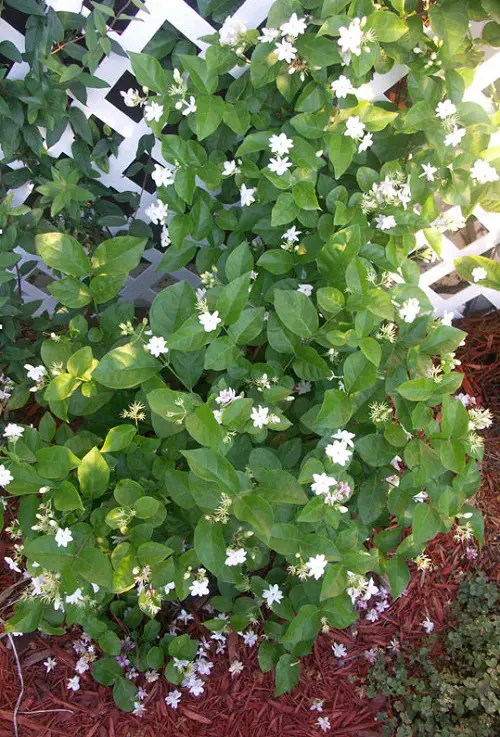best Garden's Most Scented Wall Climbers