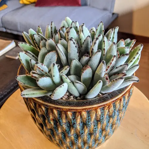Cold Tolerant Indoor Plants