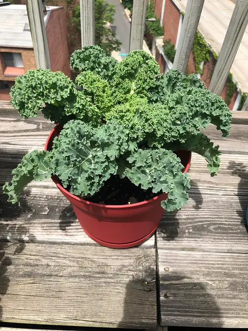 Plants that Don’t like Eggshells
